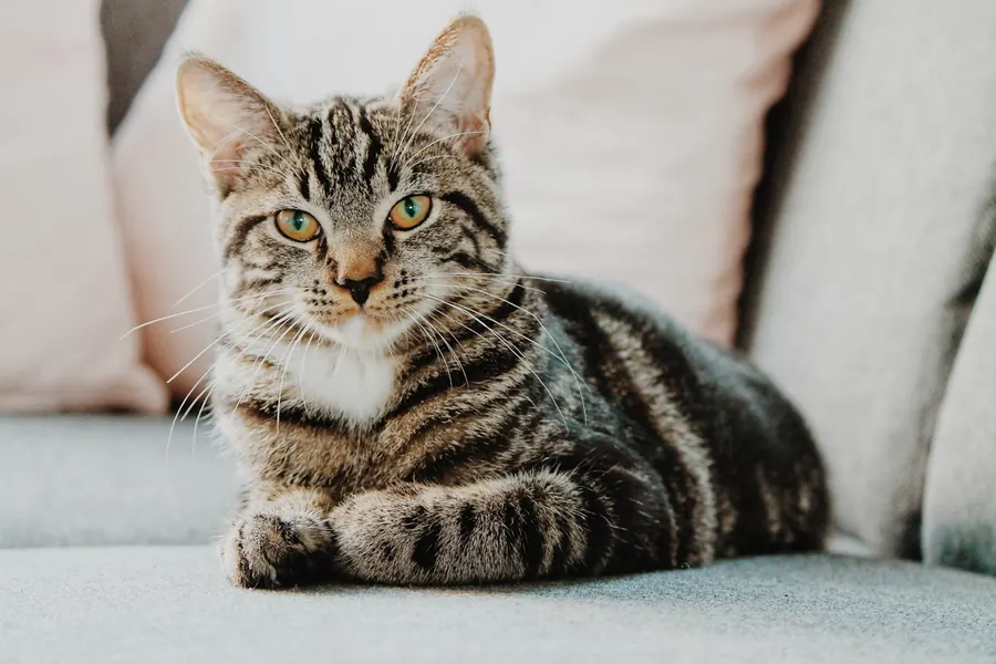 Alergia alimentar em cães e gatos: como identificar e tratar